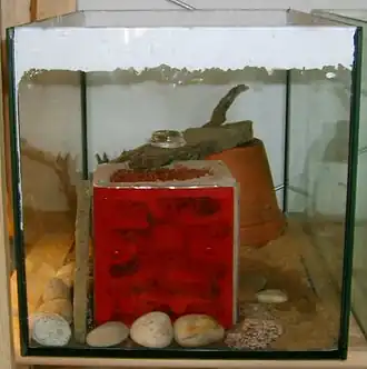 Ant farm