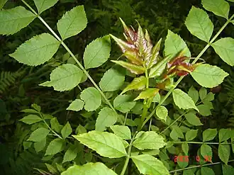 Ash (Fraxinus excelsior)