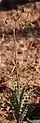 Freesia viridis subsp. crispifolia
