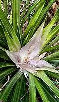 Flower bract