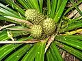 Developing fruit
