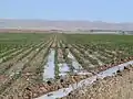 Furrow