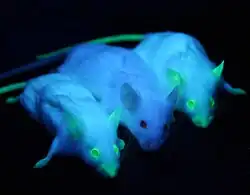 Image 27Genetically engineered mice expressing green fluorescent protein, which glows green under blue light. The central mouse is wild-type. (from Engineering)