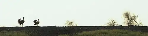 Male and female in display, Rajasthan
