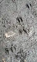 Muntjac (Muntiacus reevesi) prints in soft earth