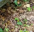 An adult and a young slowworm, Anguis fragilis