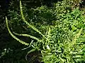 Weld or dyer's rocket, Reseda luteola, on disturbed bank
