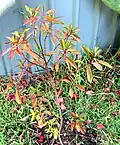 Leaves changing color in autumn