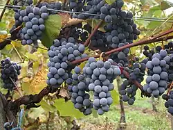 Gamay