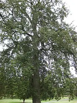 Habit