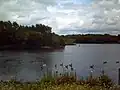 Waterfowl, including Canada geese and greylag geese. Herons are also common.