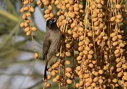 Fruit closeup