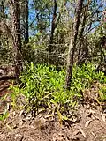 Subpopulation at base of pines