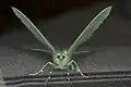 Front view of the moth