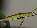 Caterpillar