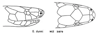 Geophis dunni drawn by Floyd Leslie Downs, 1967