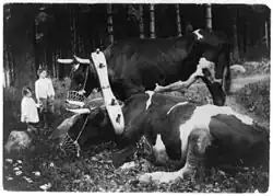 Yoked and Muzzled Marriage, c.&nbsp;1915