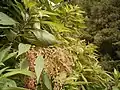 Inflorescences