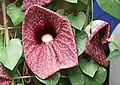 Aristolochia gigantea