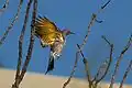 In flight