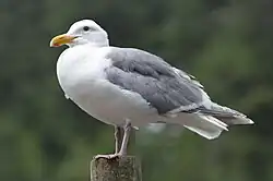 A glaucous gull