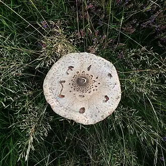 Cap detail