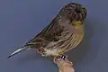 Gloster Fancy (Corona melanin)
