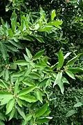 Glycosmis pentaphylla larval foodplant