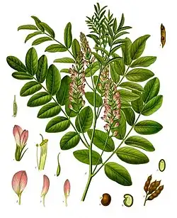 G. glabra from Koehler's Medicinal-Plants
