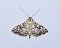 Glyphodes onychinalis