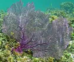Gorgonia ventalina, a gorgoniid