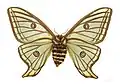 Female - ventral side