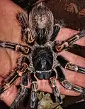 Young female G. pulchripes