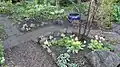 Rockery, April 2012