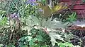 Rheum Palmatum