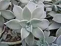 Rosette