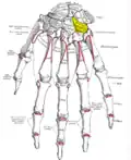 Bones of the left hand. Dorsal surface. Hamate shown in yellow.
