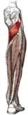 Deep layer of muscles on the back of the right leg