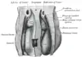 Upper part of celom of human embryo of 6.8&nbsp;mm., seen from behind.