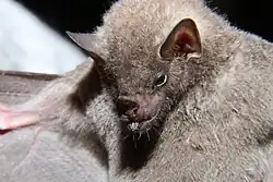 Brown bat