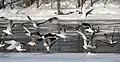 Flock taking off during southern migration through Ottawa, Ontario