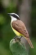 Pitangus sulphuratus guatimalensis, Costa Rica