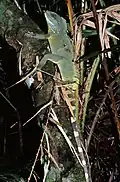At Khao Yai NP, Thailand