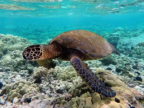 Green sea turtle (Chelonia mydas)