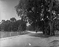 Horse and cart using Greenhill Road, 1915
