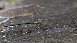 Female