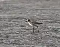 Playero cabezón (Pluvialis squatarola)