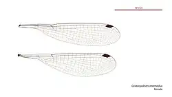 Female wings