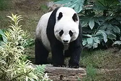 Image of a Giant Panda