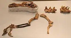 Photograph of a specimen of Guanlong in side-on view, showing the skull, bones of the limbs and vertebrae of the spine